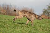 IRISH WOLFHOUND 383